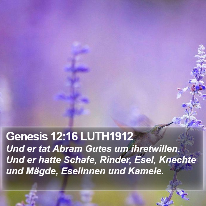 Genesis 12:16 LUTH1912 Bible Study