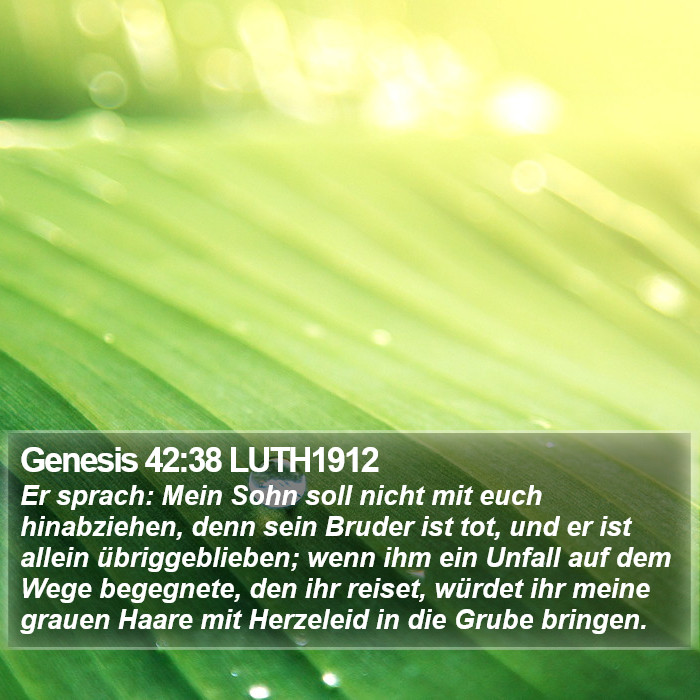 Genesis 42:38 LUTH1912 Bible Study