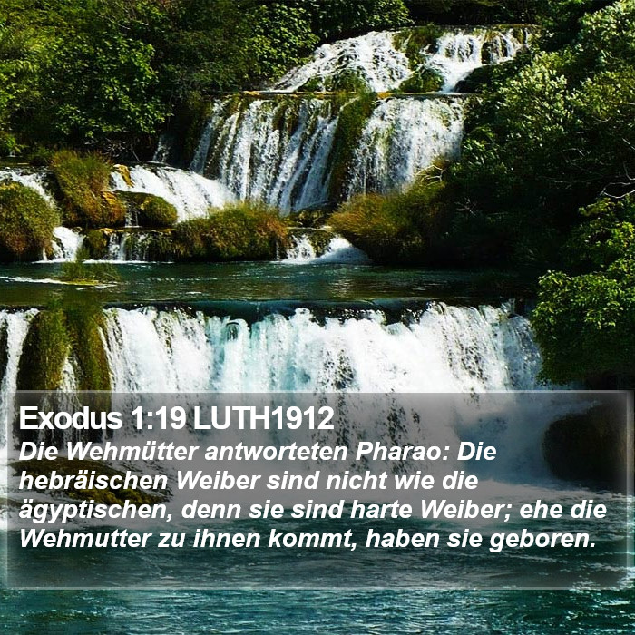 Exodus 1:19 LUTH1912 Bible Study