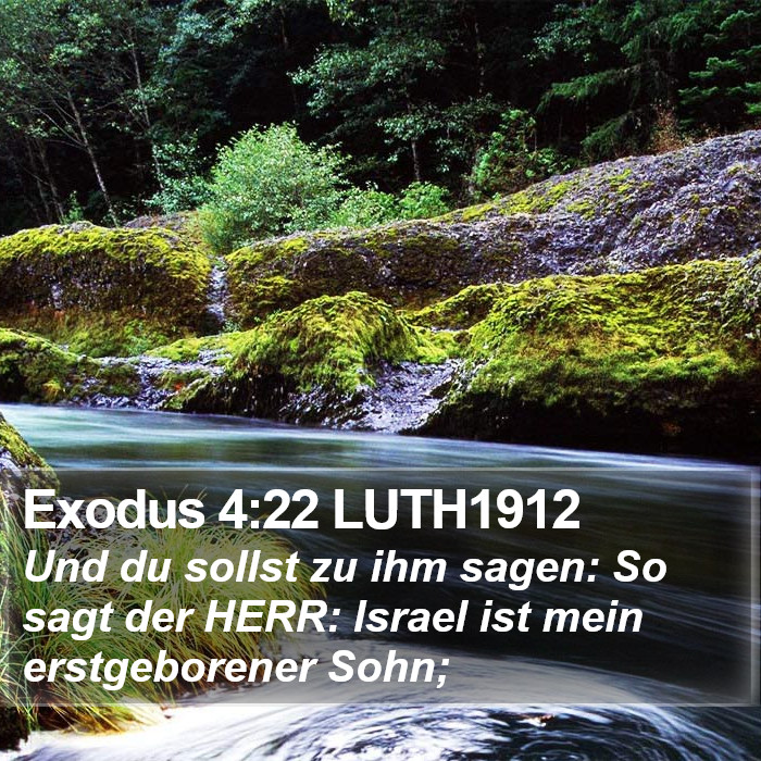 Exodus 4:22 LUTH1912 Bible Study