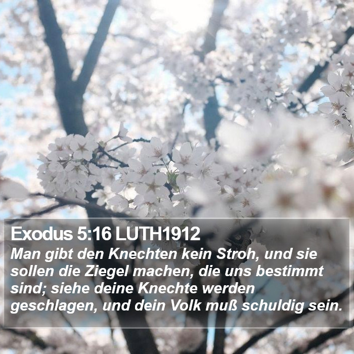 Exodus 5:16 LUTH1912 Bible Study