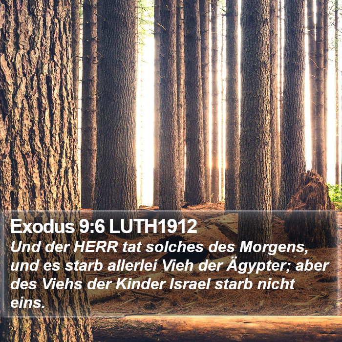 Exodus 9:6 LUTH1912 Bible Study