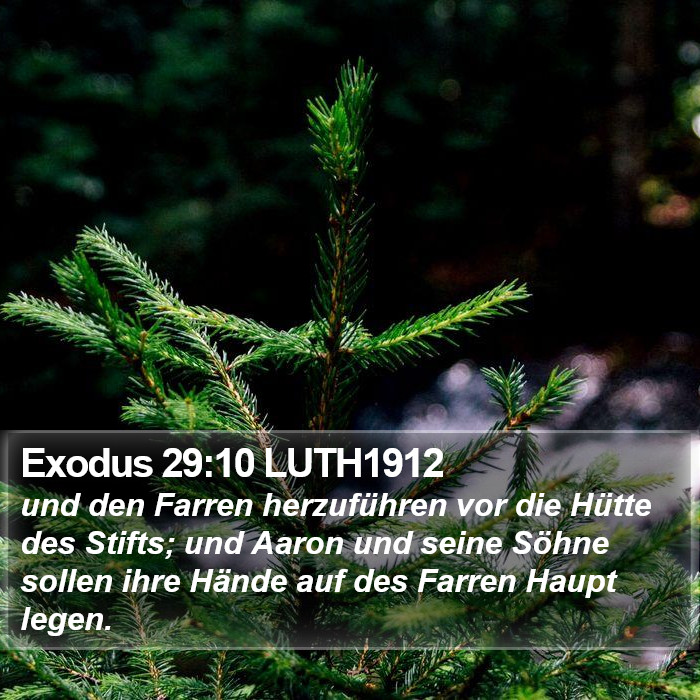Exodus 29:10 LUTH1912 Bible Study