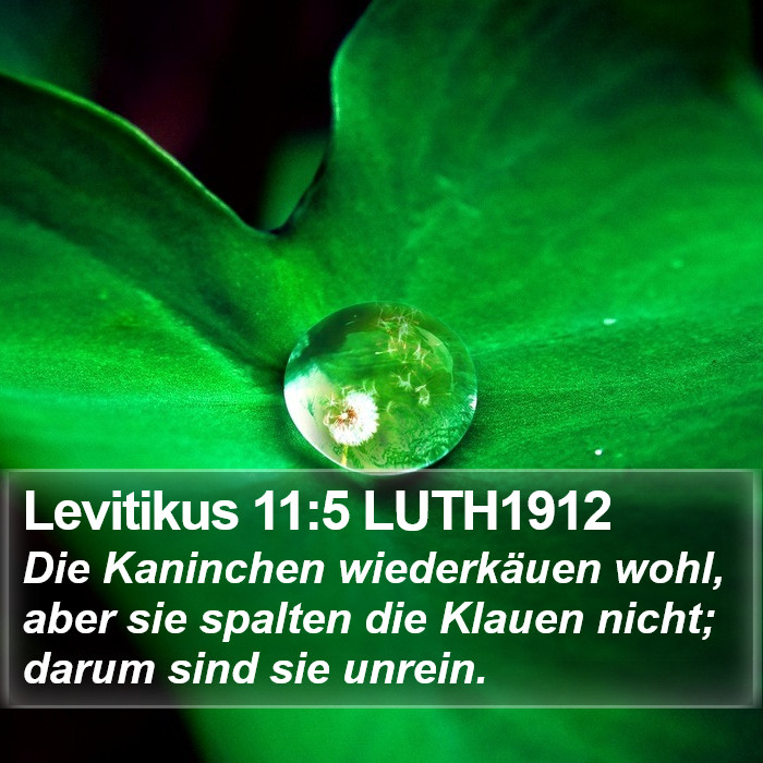 Levitikus 11:5 LUTH1912 Bible Study