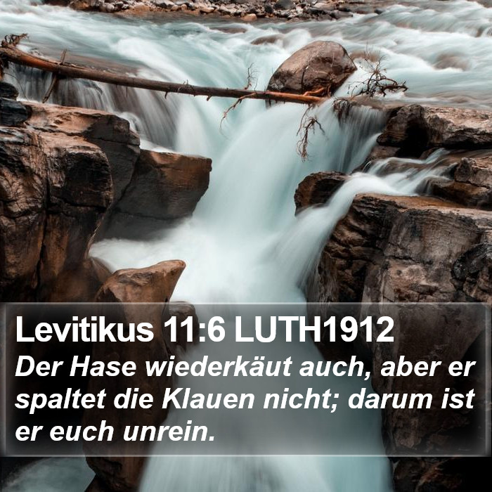 Levitikus 11:6 LUTH1912 Bible Study