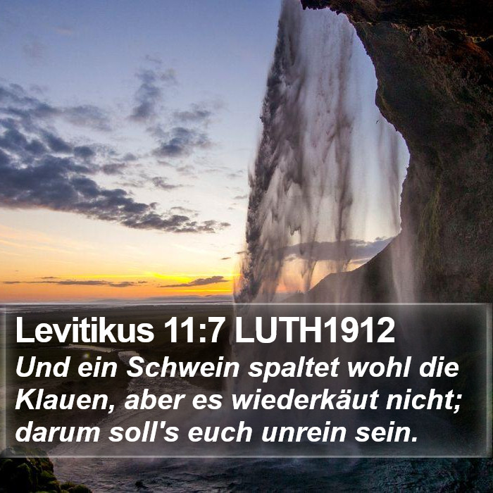 Levitikus 11:7 LUTH1912 Bible Study