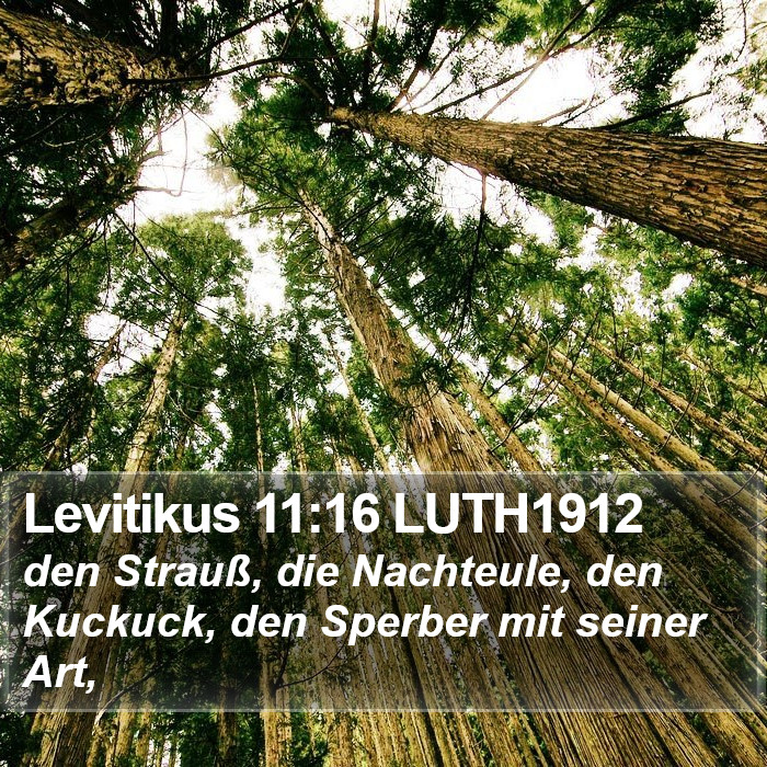 Levitikus 11:16 LUTH1912 Bible Study