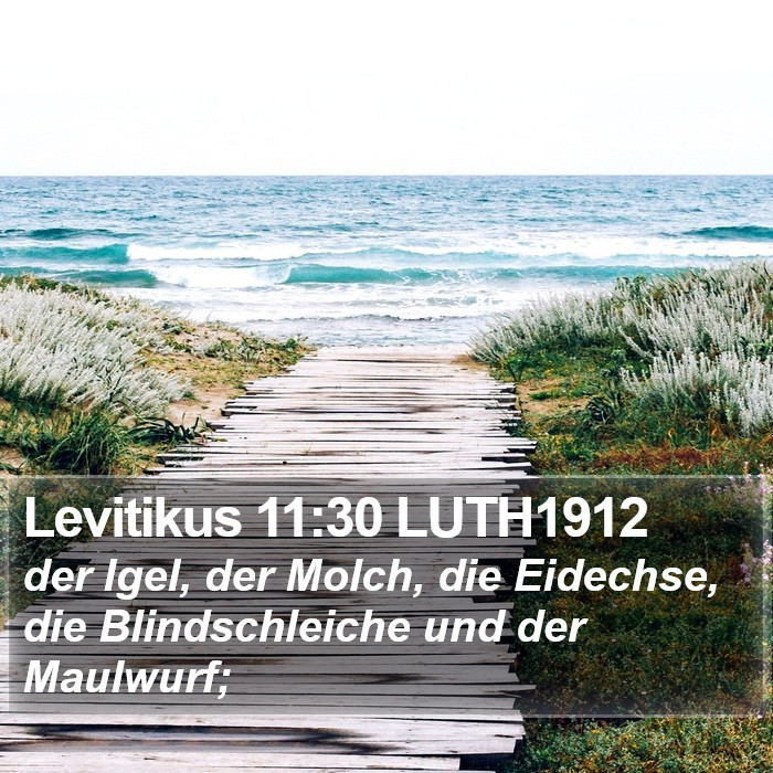 Levitikus 11:30 LUTH1912 Bible Study