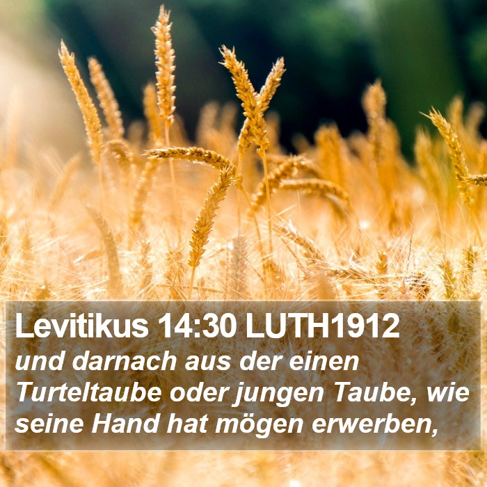 Levitikus 14:30 LUTH1912 Bible Study