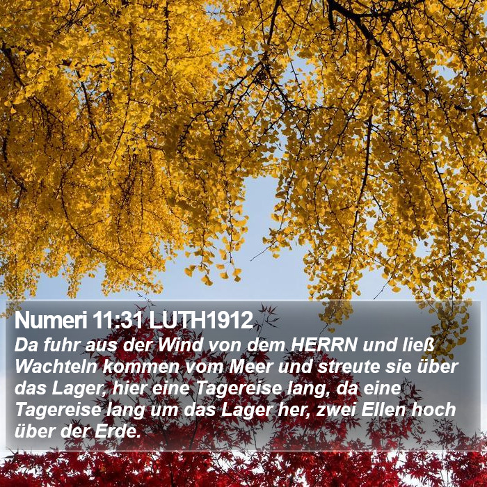 Numeri 11:31 LUTH1912 Bible Study