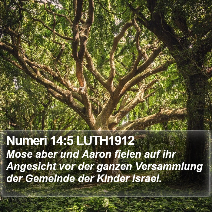 Numeri 14:5 LUTH1912 Bible Study