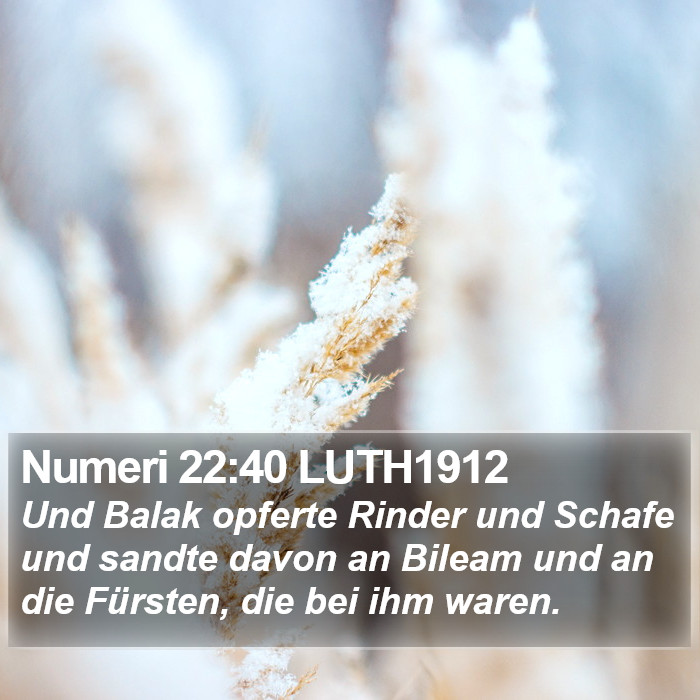 Numeri 22:40 LUTH1912 Bible Study