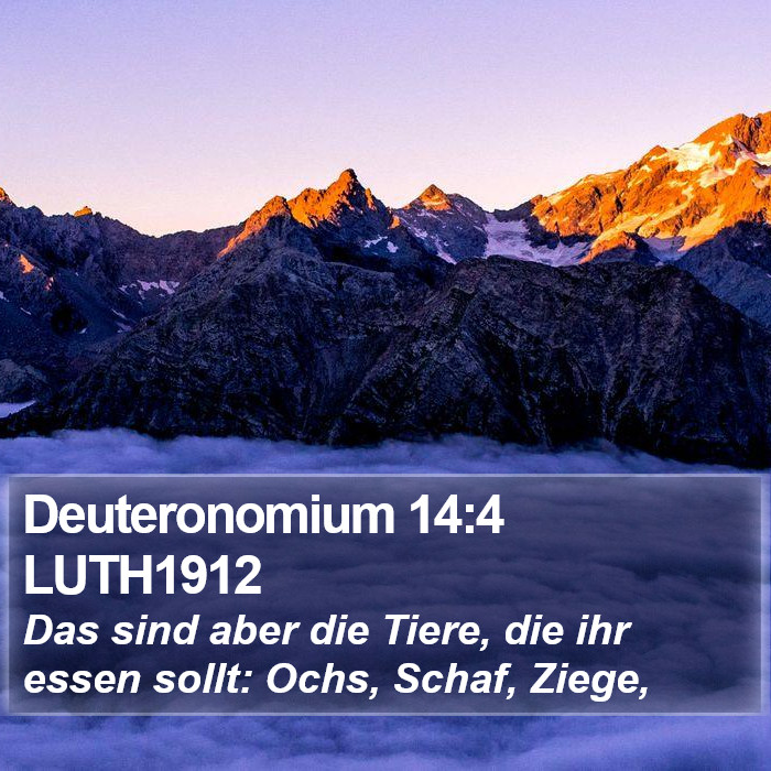 Deuteronomium 14:4 LUTH1912 Bible Study