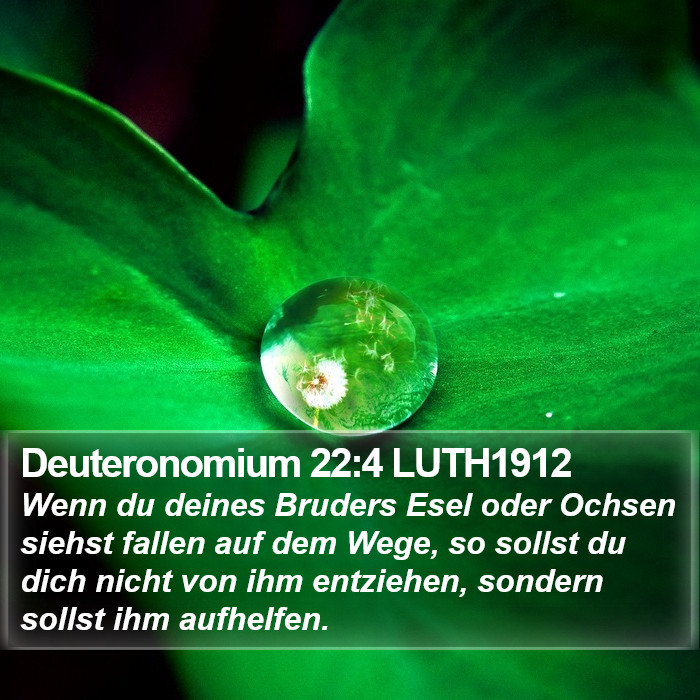 Deuteronomium 22:4 LUTH1912 Bible Study
