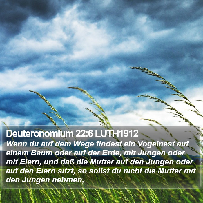 Deuteronomium 22:6 LUTH1912 Bible Study