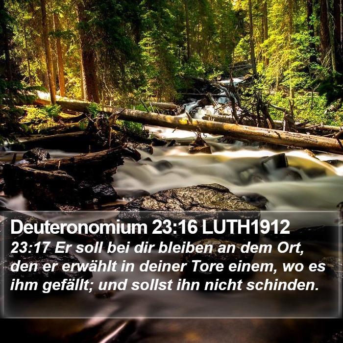 Deuteronomium 23:16 LUTH1912 Bible Study