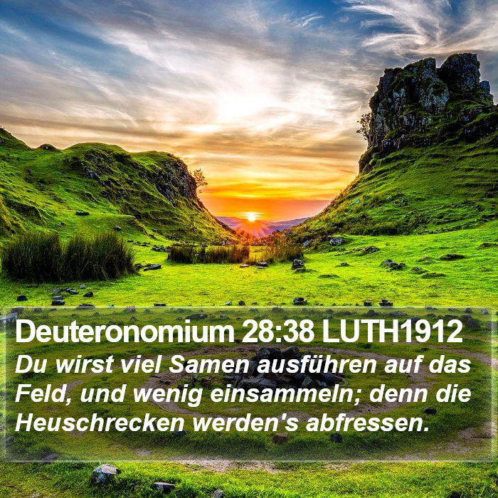 Deuteronomium 28:38 LUTH1912 Bible Study