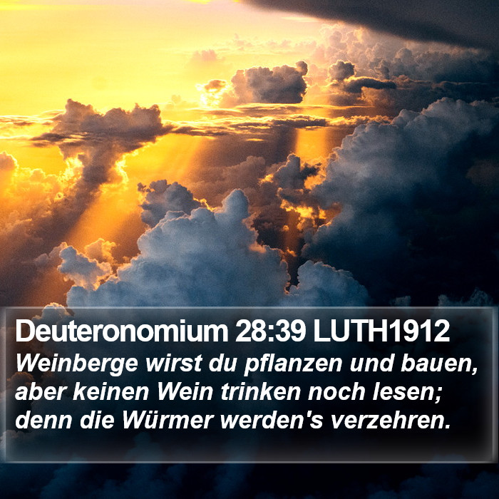 Deuteronomium 28:39 LUTH1912 Bible Study