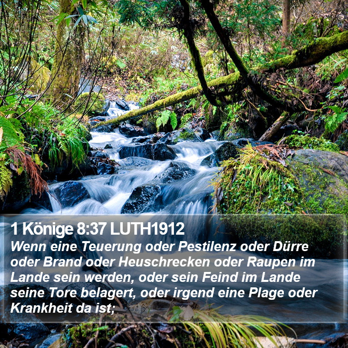 1 Könige 8:37 LUTH1912 Bible Study
