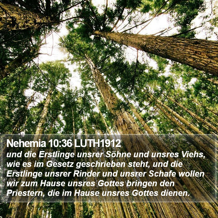Nehemia 10:36 LUTH1912 Bible Study