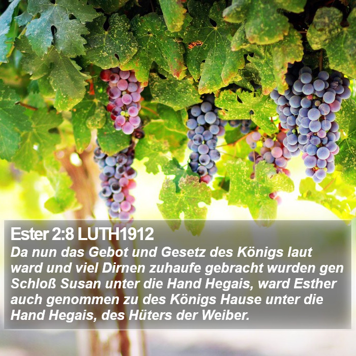 Ester 2:8 LUTH1912 Bible Study