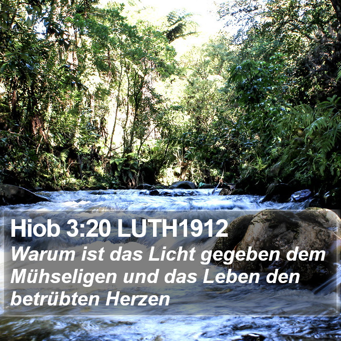 Hiob 3:20 LUTH1912 Bible Study
