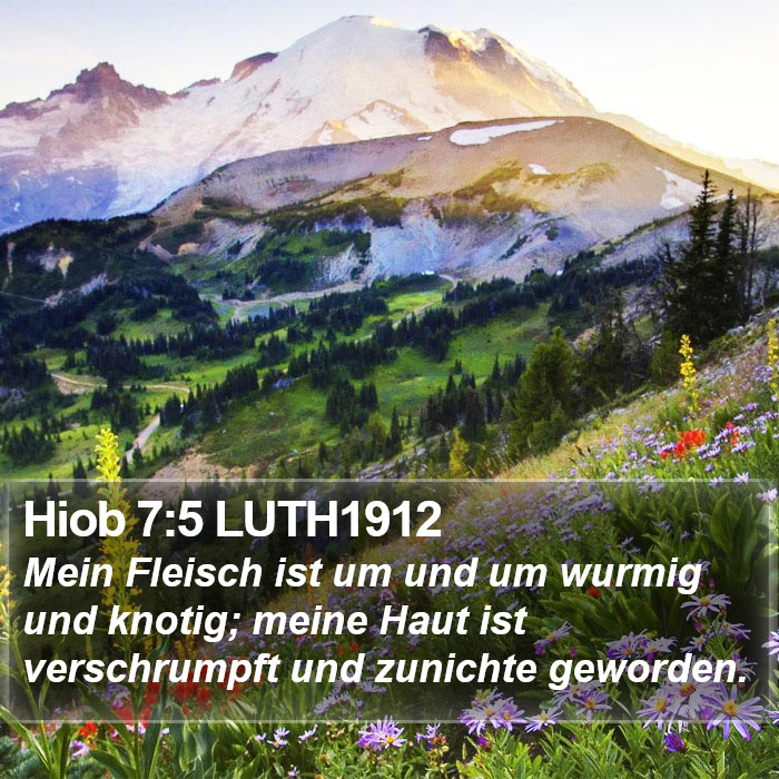 Hiob 7:5 LUTH1912 Bible Study