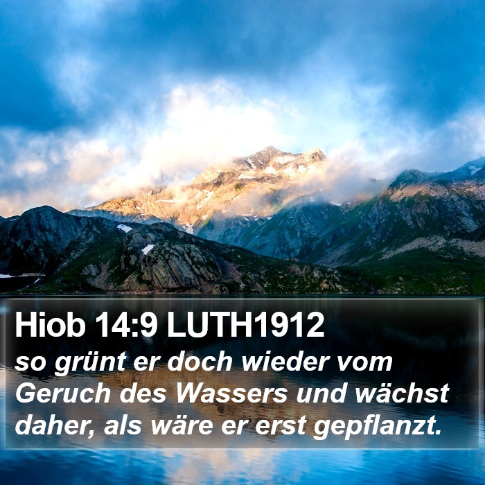 Hiob 14:9 LUTH1912 Bible Study