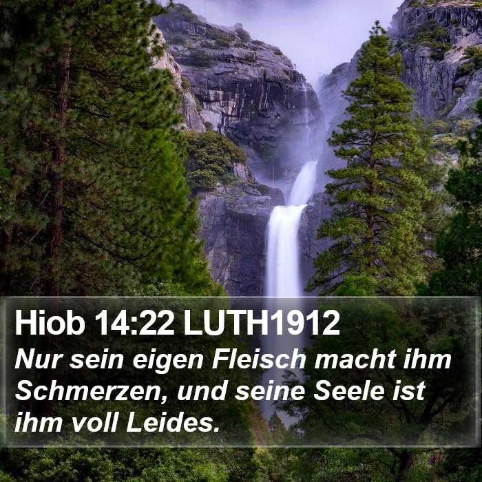 Hiob 14:22 LUTH1912 Bible Study