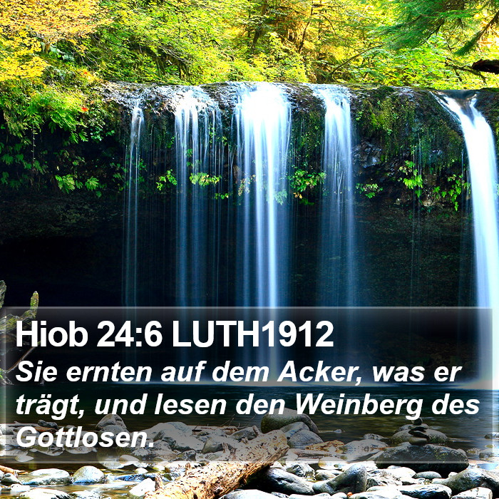 Hiob 24:6 LUTH1912 Bible Study