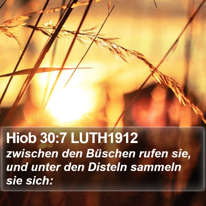 Hiob 30:7 LUTH1912 Bible Study