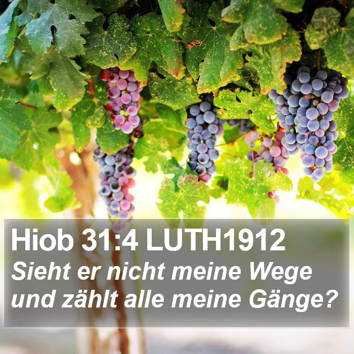 Hiob 31:4 LUTH1912 Bible Study