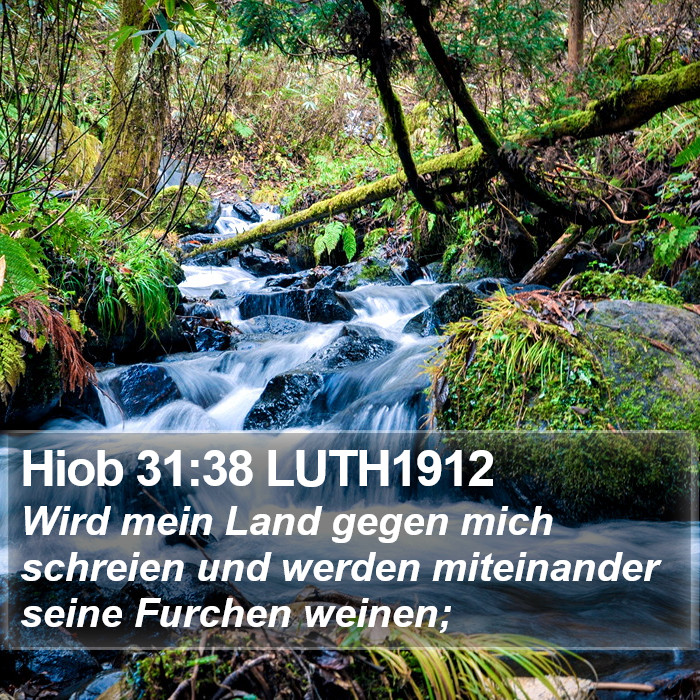Hiob 31:38 LUTH1912 Bible Study