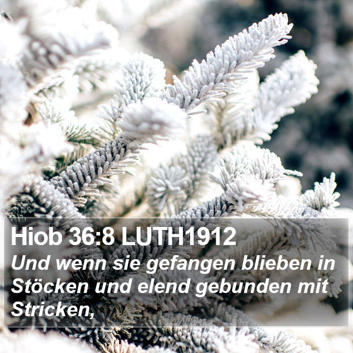 Hiob 36:8 LUTH1912 Bible Study