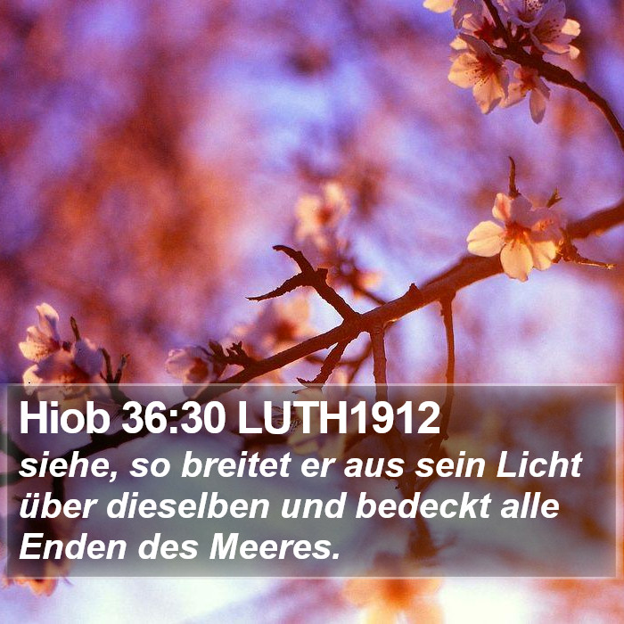 Hiob 36:30 LUTH1912 Bible Study