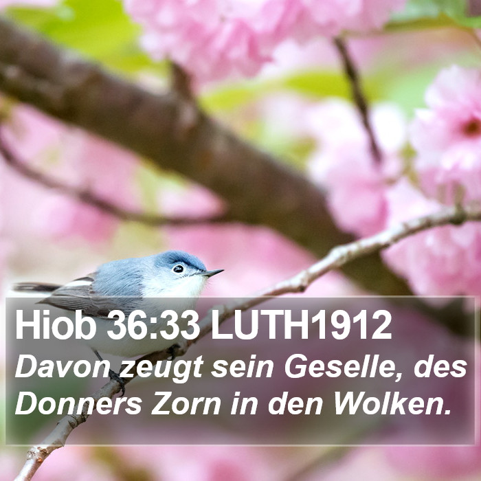 Hiob 36:33 LUTH1912 Bible Study
