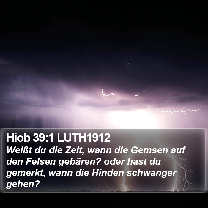 Hiob 39:1 LUTH1912 Bible Study