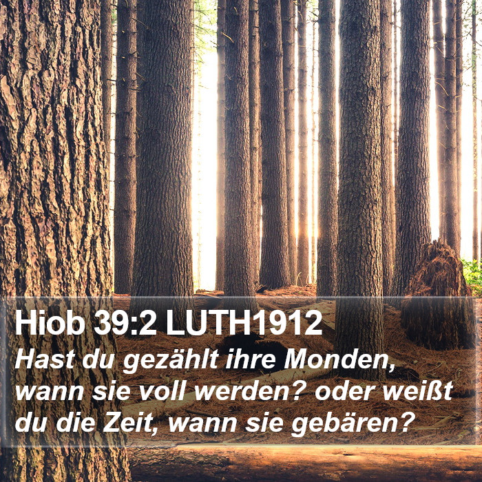 Hiob 39:2 LUTH1912 Bible Study