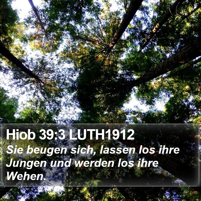 Hiob 39:3 LUTH1912 Bible Study