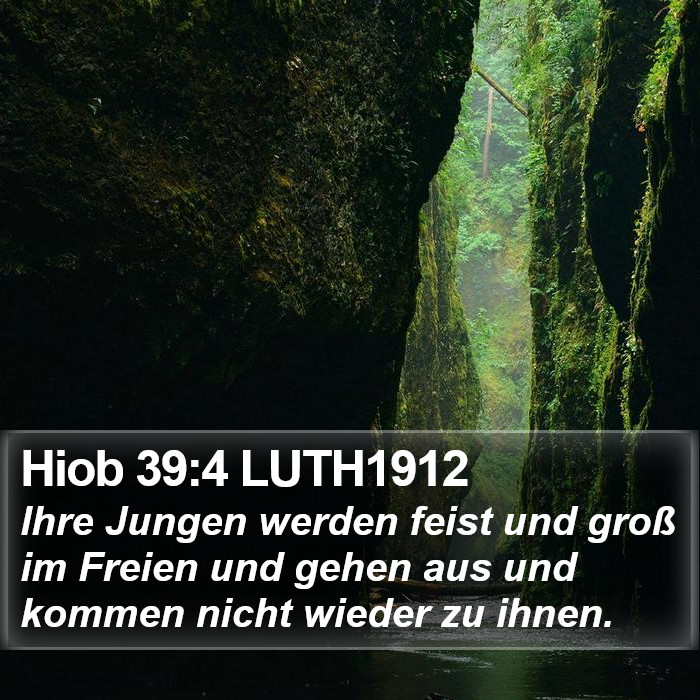 Hiob 39:4 LUTH1912 Bible Study