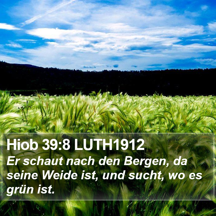 Hiob 39:8 LUTH1912 Bible Study