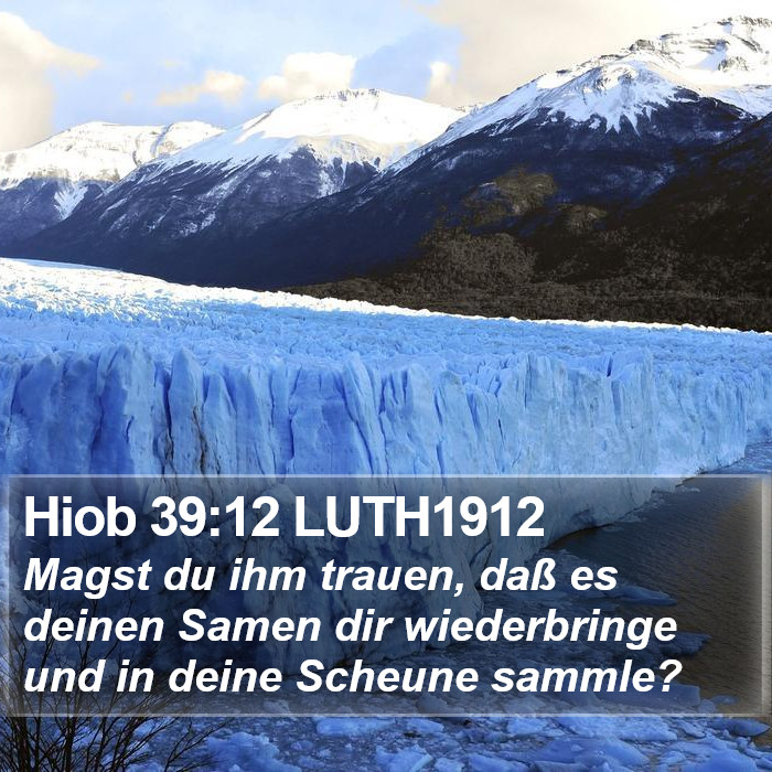 Hiob 39:12 LUTH1912 Bible Study