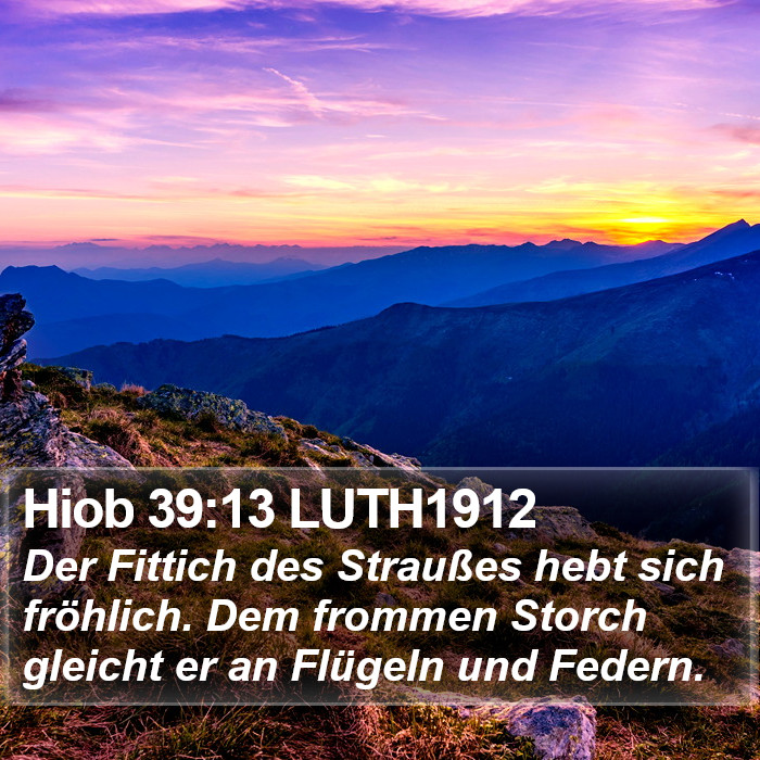 Hiob 39:13 LUTH1912 Bible Study