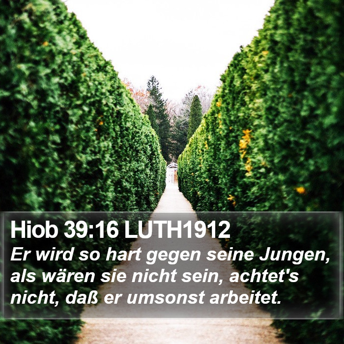 Hiob 39:16 LUTH1912 Bible Study