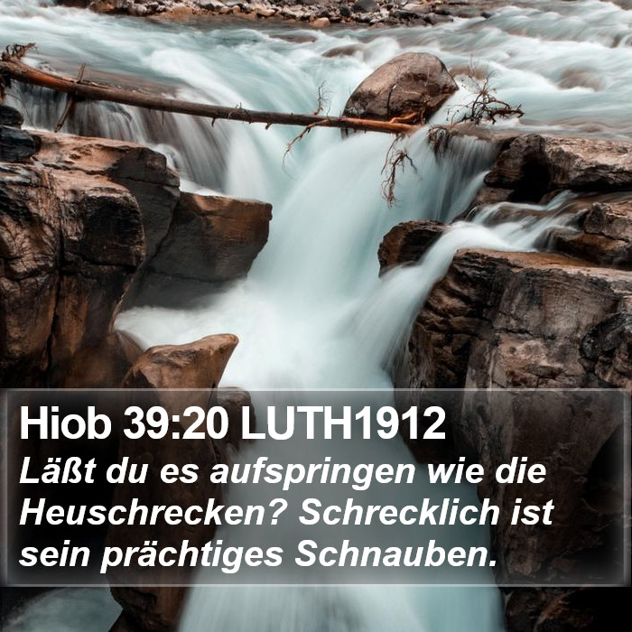 Hiob 39:20 LUTH1912 Bible Study