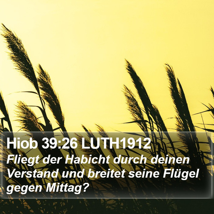 Hiob 39:26 LUTH1912 Bible Study