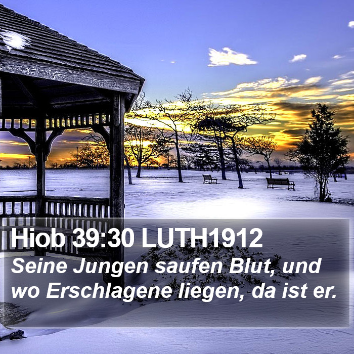 Hiob 39:30 LUTH1912 Bible Study