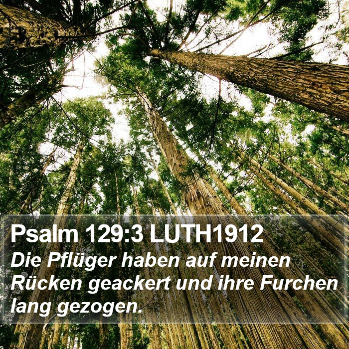 Psalm 129:3 LUTH1912 Bible Study