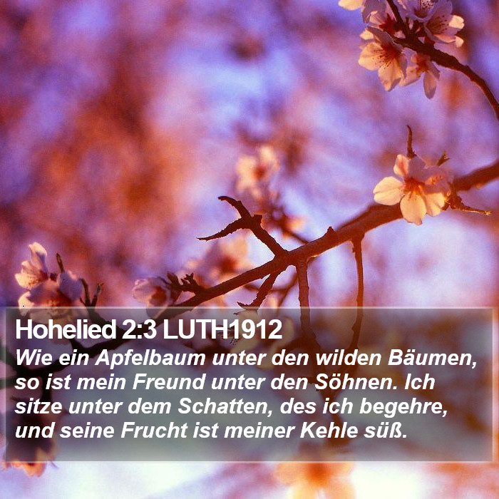 Hohelied 2:3 LUTH1912 Bible Study