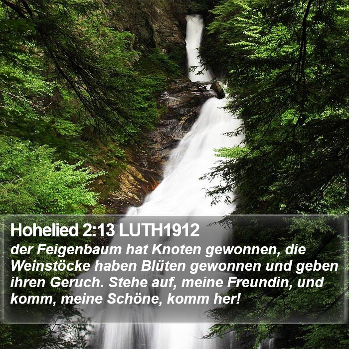 Hohelied 2:13 LUTH1912 Bible Study